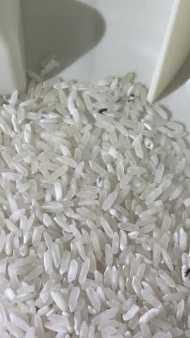 Rice weevils live quietly inside the rice box