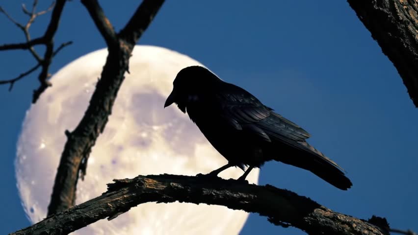 Scary Creepy Crow or Raven Sitting on Tree Branch During Full Harvest Moon Night with  Blue Sky and Orange Moon Full Hd