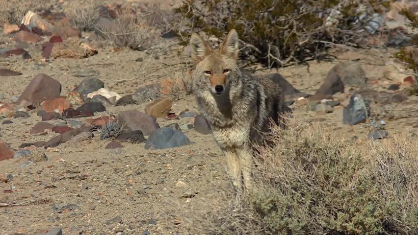 Coyote standing motionless among rocks and dry shrubs on sandy desert floor in bright daylight, Death Valley National Park, USA