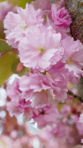 Close-up of cherry blossom (sakura) branches in spring. Pink Japanese sakura flowers in April. Beautiful scenic park with cherry tree. Nature and environment. Slow motion vertical video 4K