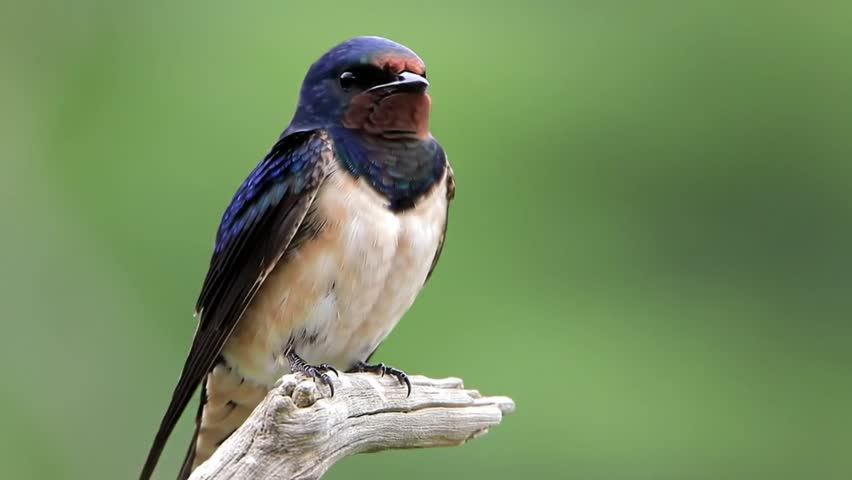 A White-rumped Swallow (Tachycineta leucorrhoa) perched on a branch, gathering materials to build its nest, showcasing its graceful movements while foraging in nature