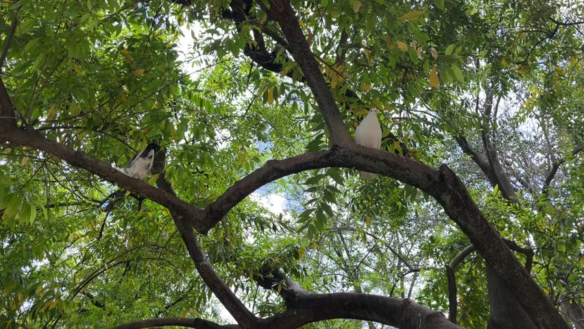 Low angle shot of white birds resting on branches of lush, green tree in Parc Maria Luisa of Seville, Spain.