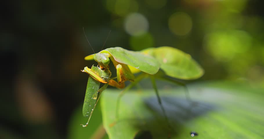 A cobra mantis feeds on a grasshopper it holds tightly in Peru’s Amazon rainforest, closeup view.
