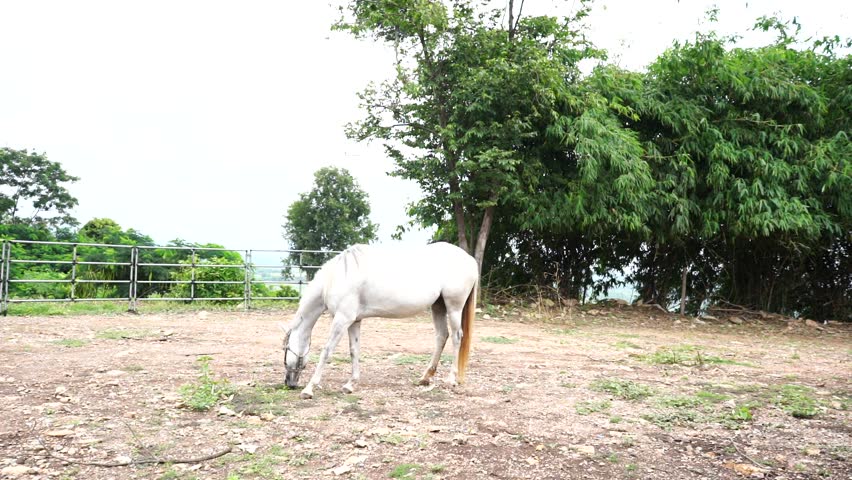 White young horse in farmland, eating grass and walk around strong stainless fence in countryside with green nature. Rural barn with tree and grass under blue sky.