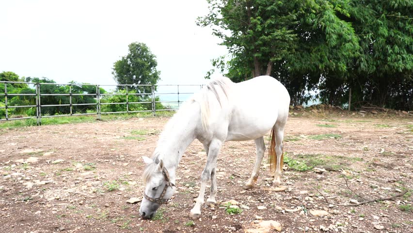 White young horse in farmland, eating grass and walk around strong stainless fence in countryside with green nature. Rural barn with tree and grass under blue sky.