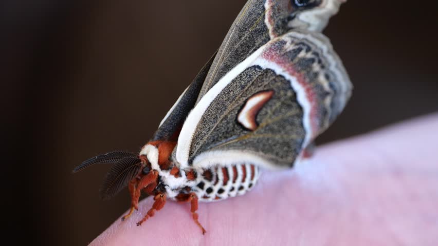 Cecropia Moth Being Held by Hand Inside House