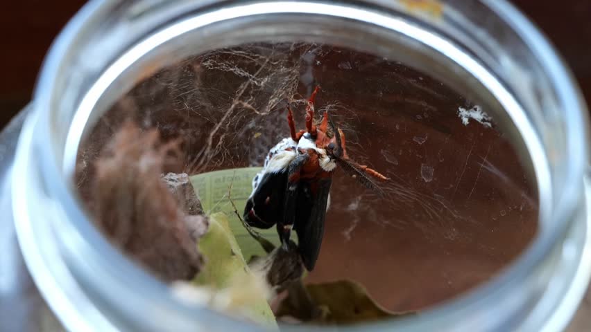 Cecropia Moth with Wet Wings Just Emmerged from Cocoon