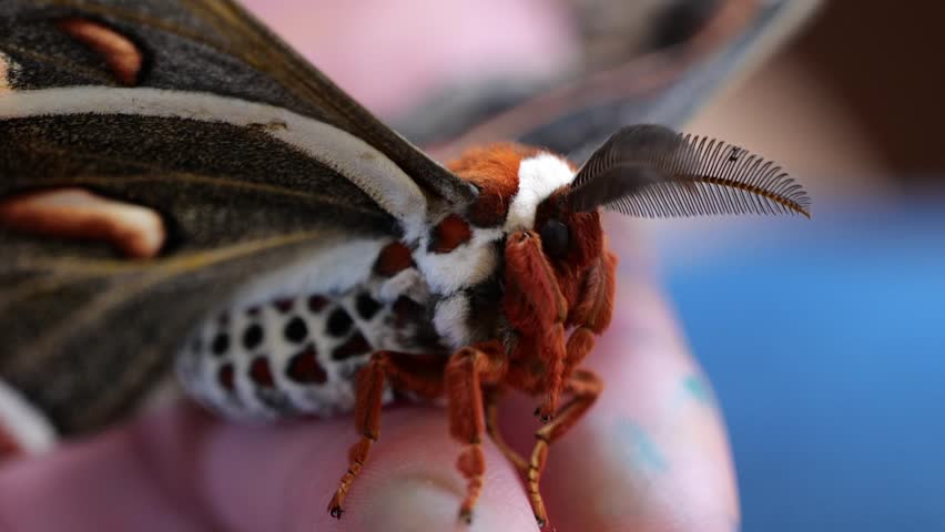 Close up of Cecropia Moth Antenna