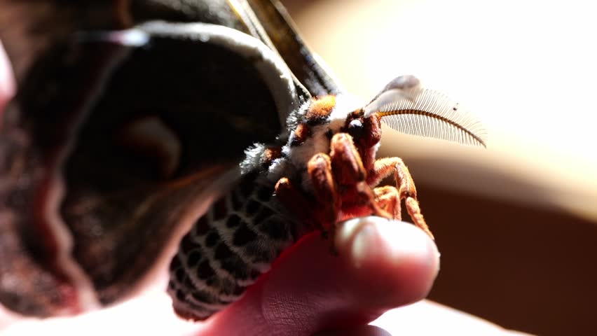 Close of of Cecropia Moth Being Held in the Sunlight