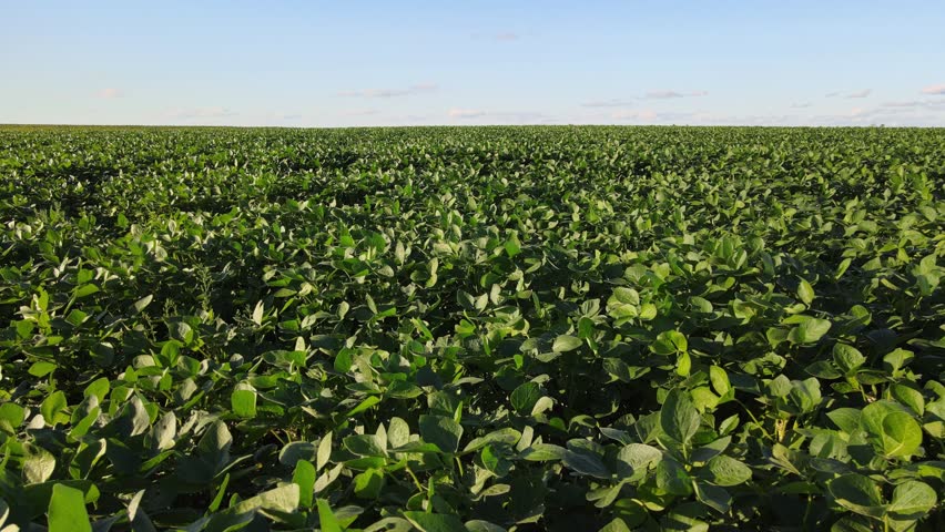 Soy transgenic crop fields stretching across flat farmland in La Pampa, Pampas region, Argentina. Dolly in drone aerial view