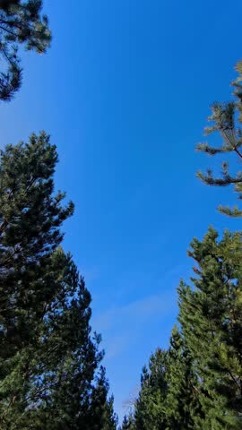 Vertical handheld video looking up through pine trees at the blue sky while walking. Perfect for use in ads, social media reels, or nature-themed branded content.