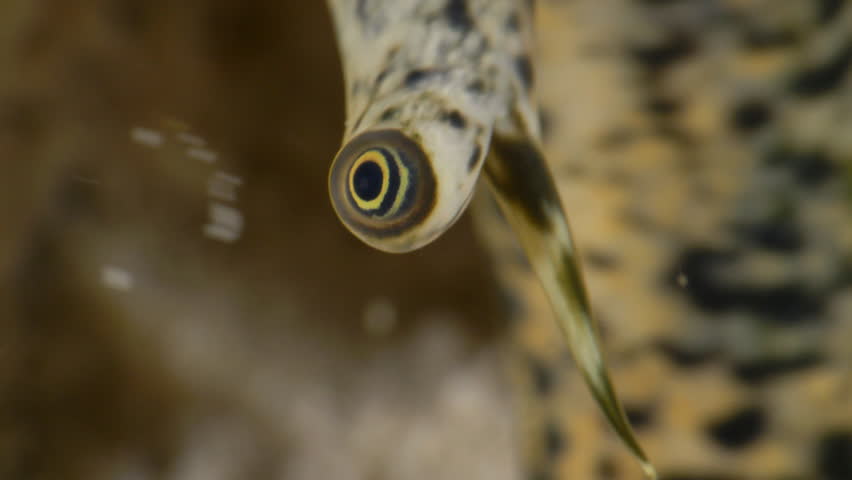 Queen Conch Eye — Extreme Macro in the Caribbean Sea, Bonaire