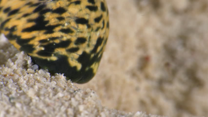 Queen Conch Feeding: Grazing on the Sand in the Caribbean Sea