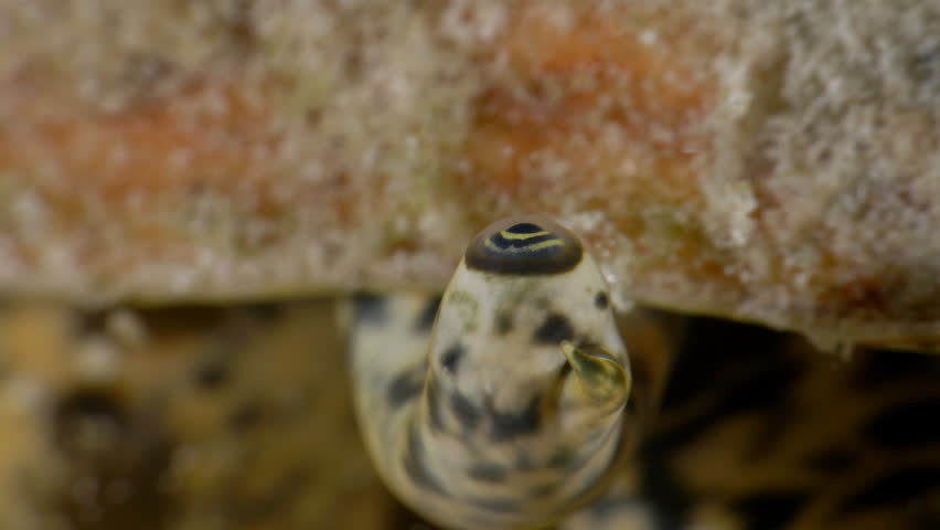 Extreme Close-Up of a Queen Conch’s Eye in the Caribbean Sea, Bonaire