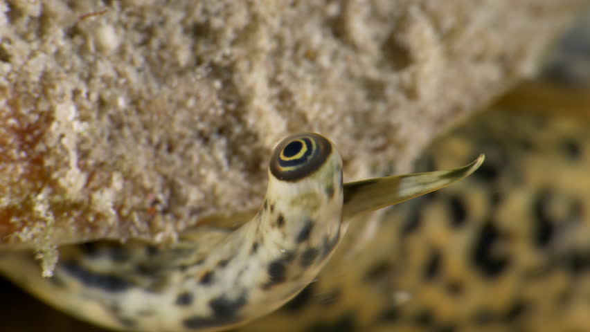Queen Conch Eye: Extreme Macro Shot in Bonaire’s Caribbean Waters
