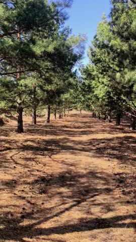 Vertical first-person walk through a sunlit pine forest. Handheld camera movement creates immersive nature footage. Ideal for commercial use, wellness content, or social media reels.