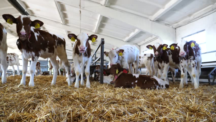 Beautiful small calves standing on straw in stable at milk factory. Curious little cows looking into camera at dairy farm. Concept of agriculture industry and livestock husbandry. Slow motion