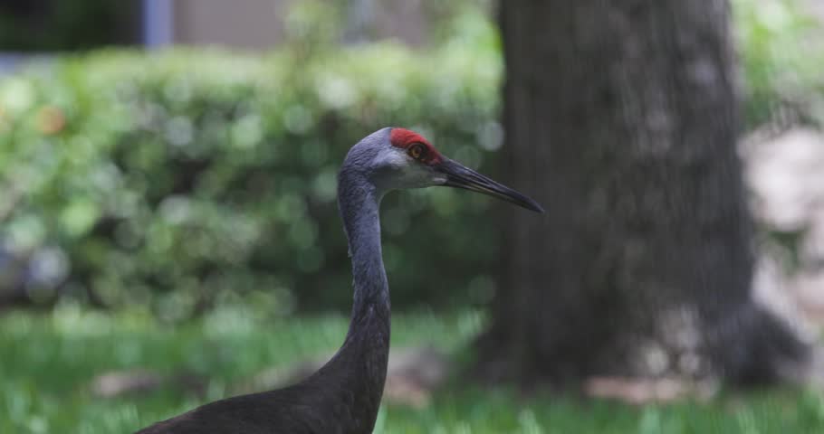 Close-up of a sandhill crane standing in a grassy backyard near a tree with a blurred house in the background