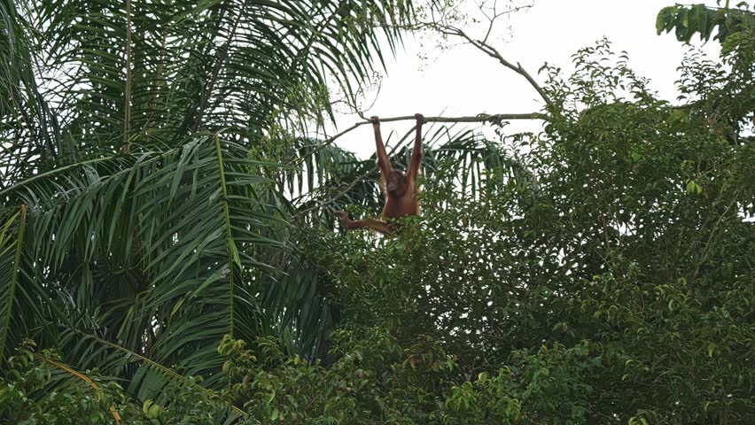 Orangutan Moving Mid-air From Tree Branch To Palm Fronds Above Rainforest Canopy In Sabah, Malaysia. low angle shot, slow motion