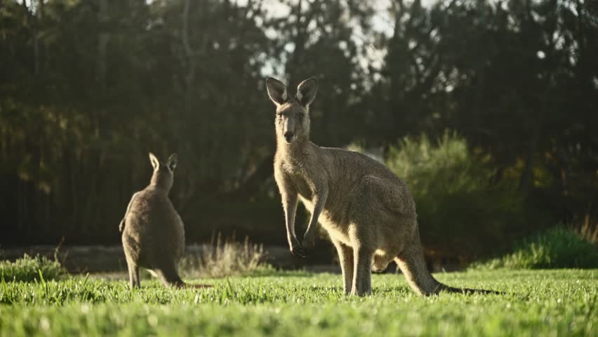 Adorably curious kangaroos in the wild strike playful poses on lush grass, gazing directly at the camera during a warm summer evening. Australia's delightful wildlife.
