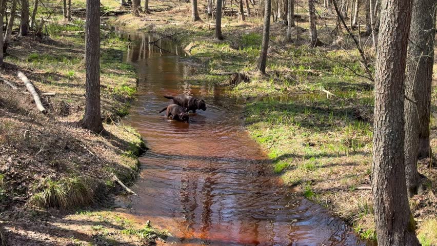 Two dogs running and splashing in a shallow creek in a forest. Female Labradors enjoy water treatments