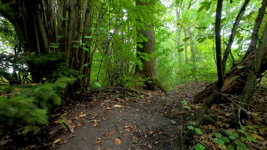Discover the enchanting and tranquil beauty of a lush forest trail that is adorned with vibrant green foliage