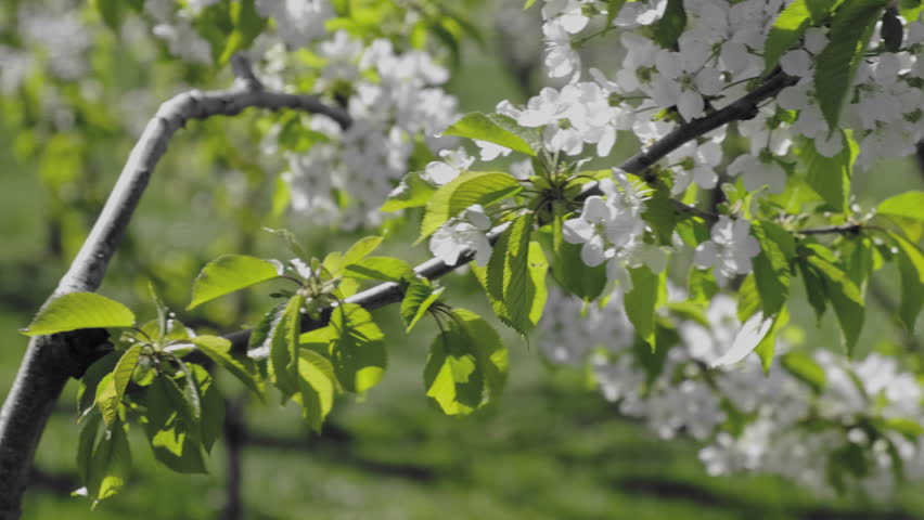 Branch of cherry tree blossoms. Spring season in orchard.