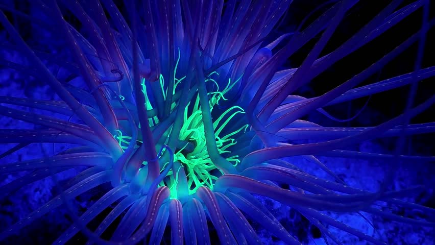 Tube Anemone Cerianthus filiformis Southern Leyte Philippines