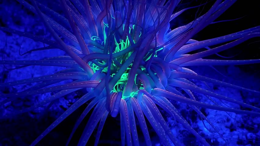 Tube Anemone Cerianthus filiformis Southern Leyte Philippinen