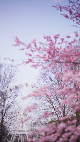 A Beautiful Blooming Cherry Blossom with a Ferris Wheel Majestically in the Background A Vibrant Spring Scene