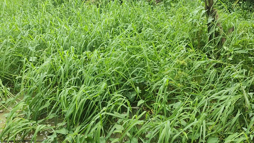 Tall grass swaying in the wind, capturing the serene movement of wild plants in a natural, tranquil environment. Perfect for nature-focused projects. Perfect for nature and outdoor themes.