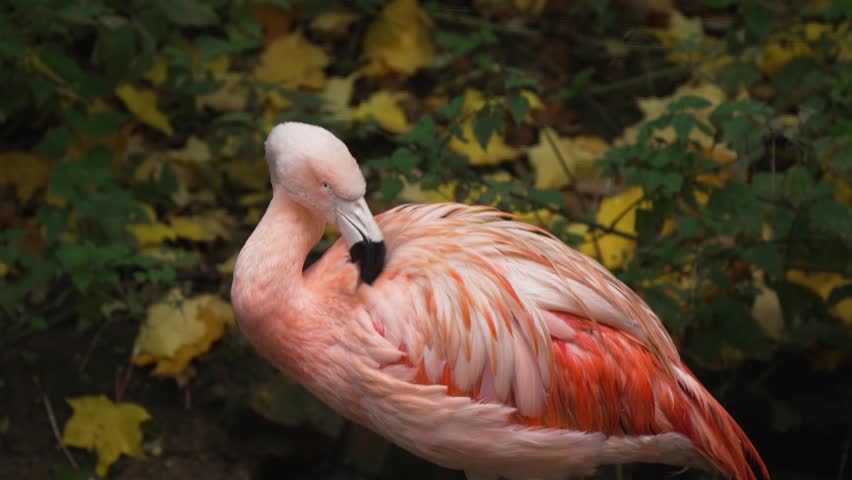 Flamingo grooming carefully near vibrant foliage. Pink bird adjusting soft feathers in peaceful setting. Graceful wader displaying striking plumage. Wildlife harmonizing with yellow autumn leaves