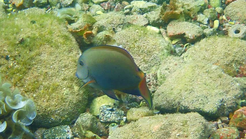 Brown surgeon-fish, (Acanthurus nigrofuscus) belongs to the family Acanthuridae, usually fishes are swimming by schools among stones in shallow waters near coral reefs, Red Sea