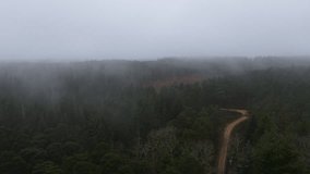 A drone view of dense forest with winding road through it during a misty morning with hazy sky - Powered by Shutterstock - Get 15% off with code: PIKWIZARD15