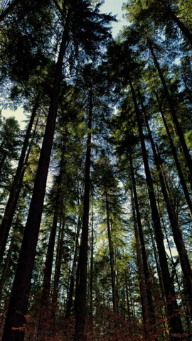 mountain landscape during winter and ground covered with snow. sunny rays shining through pin,fir tree branches.path for hikes.close up of moss on trunk.smartphone video.