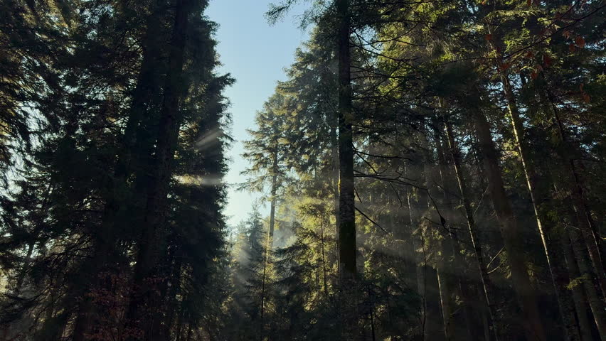 mountain landscape during winter and ground covered with snow. sunny rays shining through pin,fir tree branches.path for hikes.close up of moss on trunk.smartphone video.