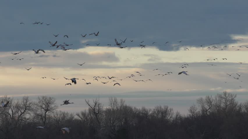 A slow-motion shot of a migratory flock of sandhill crane birds (Antigone canadensis) flying over Platte River near Kearney, Nebraska, USA at sunset