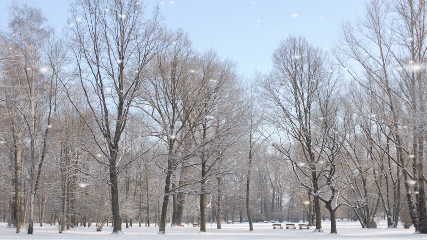 Winter Woodland In Falling Snow Stock Footage Video 100 Royalty Free Shutterstock
