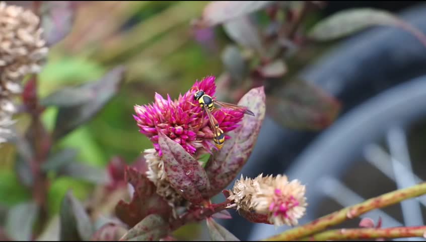 Close up of Long Black Yellow Wasp looking for nectar in the nectar celosia argentea flower.