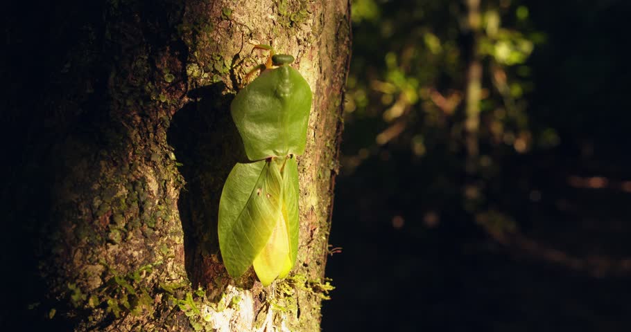 A cobra mantis walks across textured tree bark, moving cautiously in Peru’s Amazon rainforest.