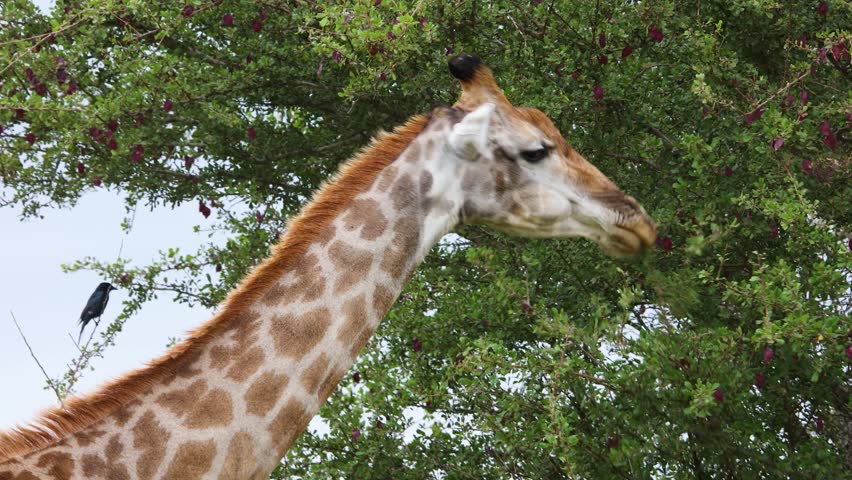 Close-up of giraffe chewing leaves and twigs during summer in Africa