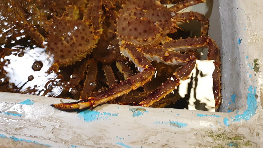 Taraba Alaskan king crab fresh seafood selling in Japan 4k
