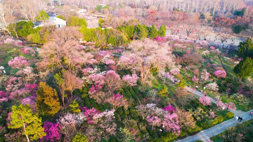 4K Aerial Capture of Enchanting Spring Journey on Scenic Mountain