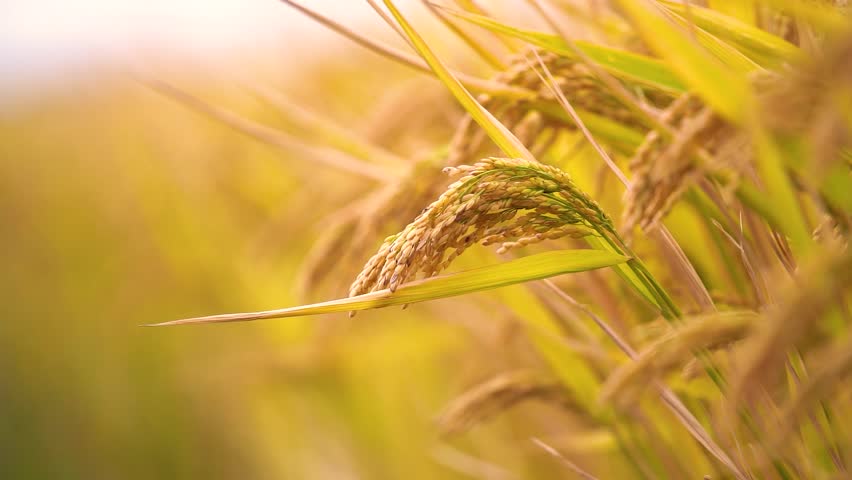 High Definition Footage of Golden Rice Fields