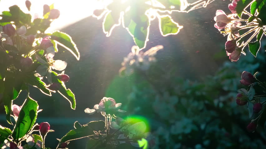 Fantastic Spring Blossoms on Apple Tree in Full Bloom. Mysterious Apple Tree Flowers Blooming in a Romantic Spring Garden. Apple Tree with Delicate White Blossoms on a Spring Day