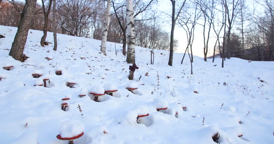 Snow-covered landscape showcasing lingering mushrooms in a winter forest