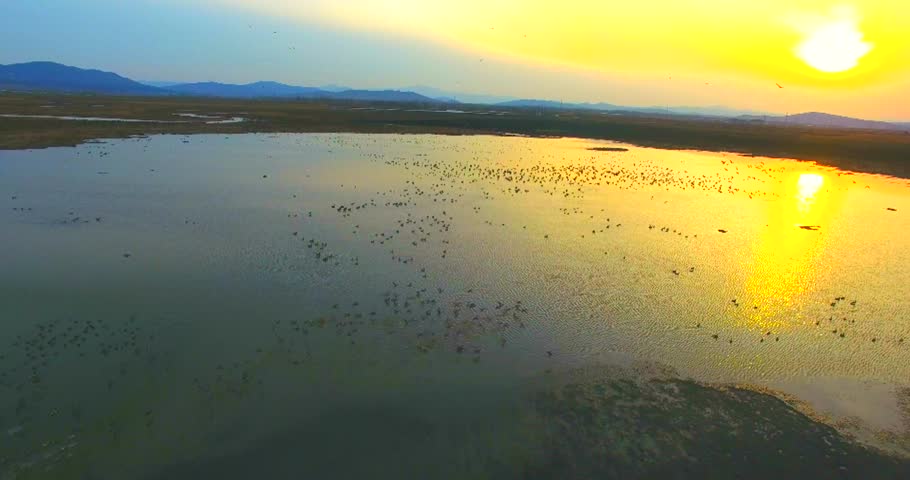 Flock of birds soaring across a tranquil lake at sunset under an orange and blue sky
