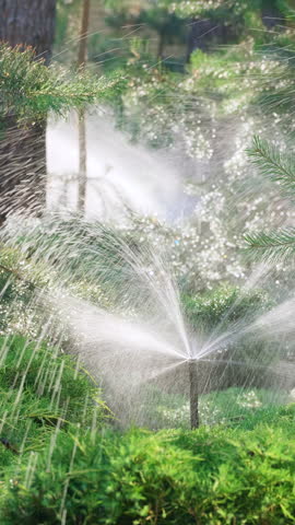 Garden Irrigation. Sprinkler head watering green grass lawn, conifers bush, trees. Gardening concept. Smart garden automatic sprinkler irrigation system working in green park