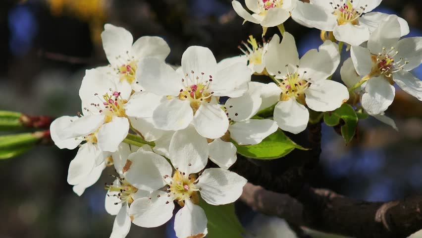 White cherry blossoms bloom on a tree branch, swaying softly in the gentle spring breeze against a blurred, natural background