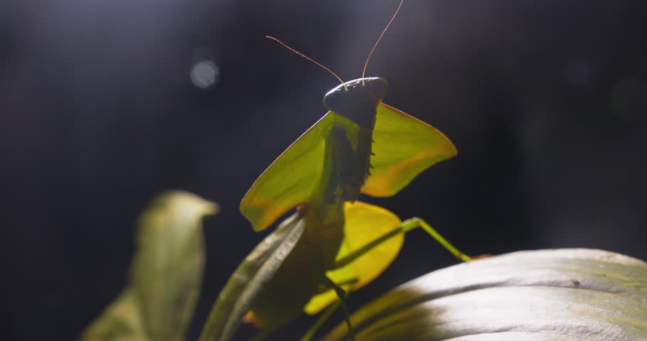 Dreamy detailed look at a cobra mantis on a leaf, its exotic features shining in Peru’s Amazon jungle.
